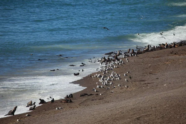 Valdes Peninsula Beach Sea Lions Ocean Water — Stock Photo, Image