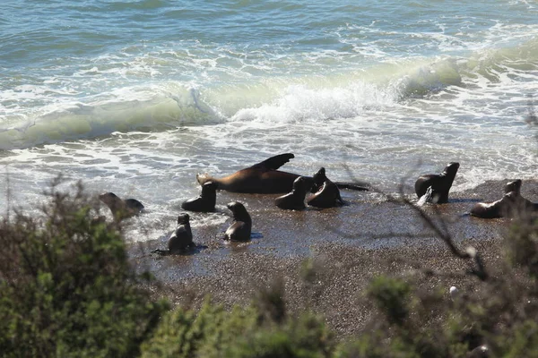 Praia Península Valdes Leões Marinhos Perto Água Oceano — Fotografia de Stock