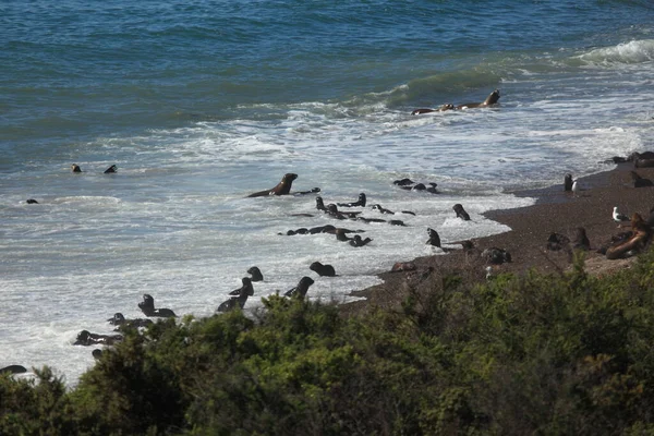Praia Península Valdes Leões Marinhos Perto Água Oceano — Fotografia de Stock