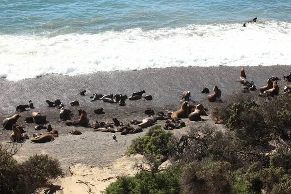 Playa Península Valdes Leones Marinos Cerca Del Agua Del Océano — Foto de Stock