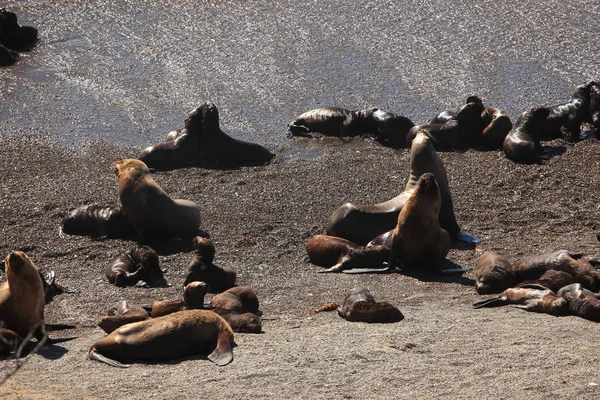 Praia Península Valdes Leões Marinhos Perto Água Oceano — Fotografia de Stock