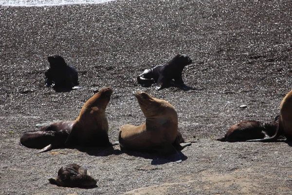 Playa Península Valdes Leones Marinos Cerca Del Agua Del Océano — Foto de Stock