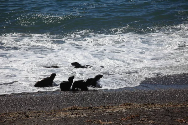 Spiaggia Della Penisola Valdes Leoni Marini Vicino All Acqua Dell — Foto Stock