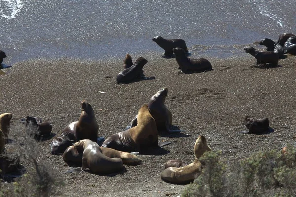 Praia Península Valdes Leões Marinhos Perto Água Oceano — Fotografia de Stock