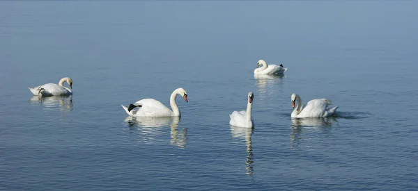 Scenic View Majestic Swans Nature — Stock Photo, Image