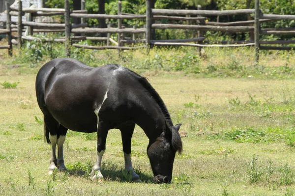 Cheval Manger Herbe Dans Une Cave Santa Cruz Chili — Photo