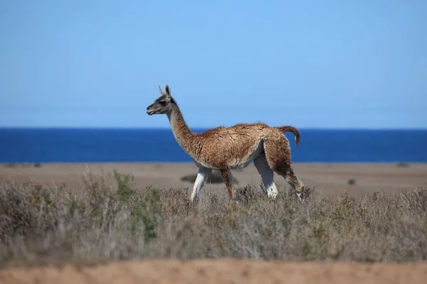 ラマ動物 面白い長い首の動物 — ストック写真