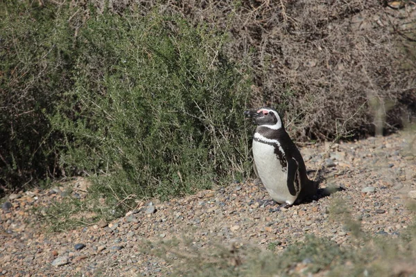 マゼランペンギンの昼間の眺め — ストック写真