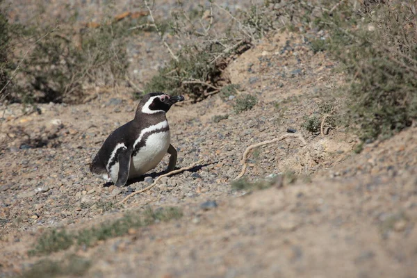 Pingouins Magellan Vue Jour — Photo