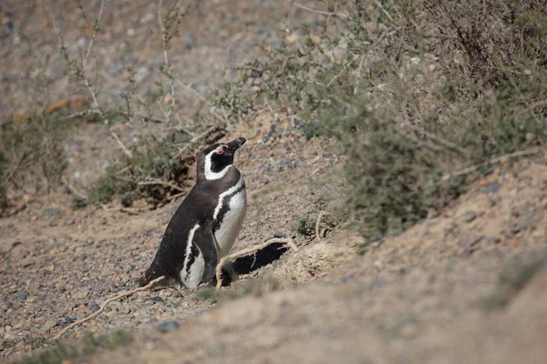 麦哲伦企鹅在白天的视野 — 图库照片