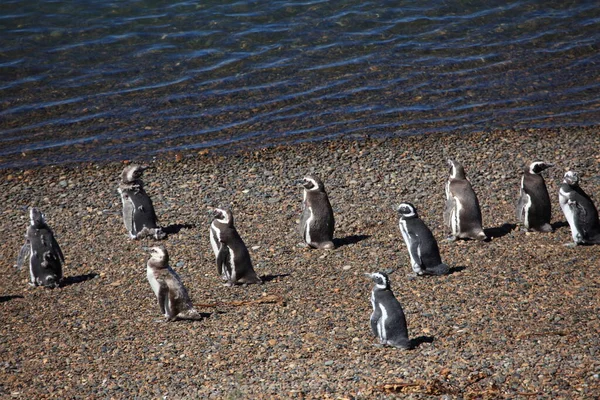 Magellaanse Pinguïns Overdag Bekijken — Stockfoto