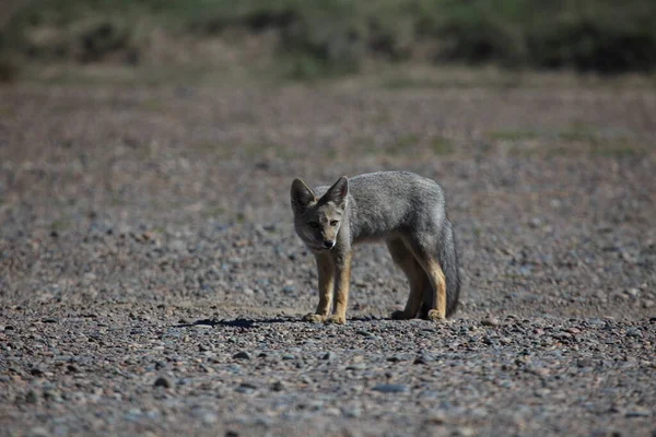 Vulpes Vulpes Tilki Hayvanı — Stok fotoğraf