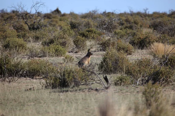 Belle Vue Nature Scène — Photo