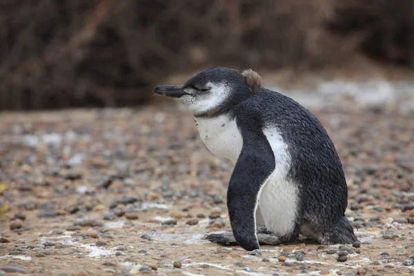 Вид Магеллановых Пингвинов Дневное Время — стоковое фото