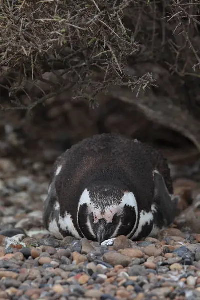 マゼランペンギンの昼間の眺め — ストック写真