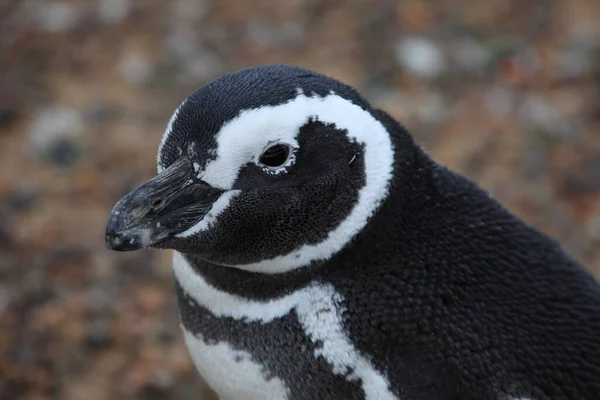 Вид Магеллановых Пингвинов Дневное Время — стоковое фото