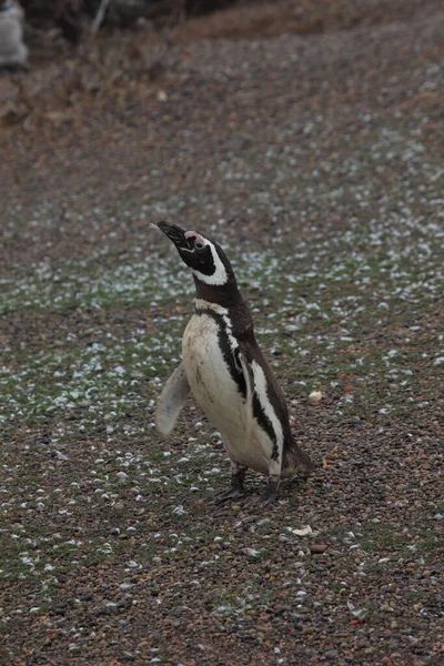 Vista Los Pingüinos Magallánicos Durante Día — Foto de Stock