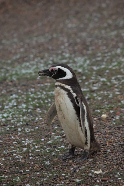 Vista Los Pingüinos Magallánicos Durante Día —  Fotos de Stock