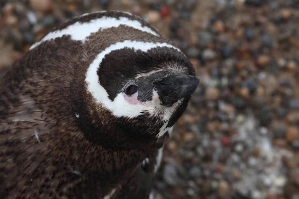 Magellán Pingvinek Kilátás Nappal — Stock Fotó