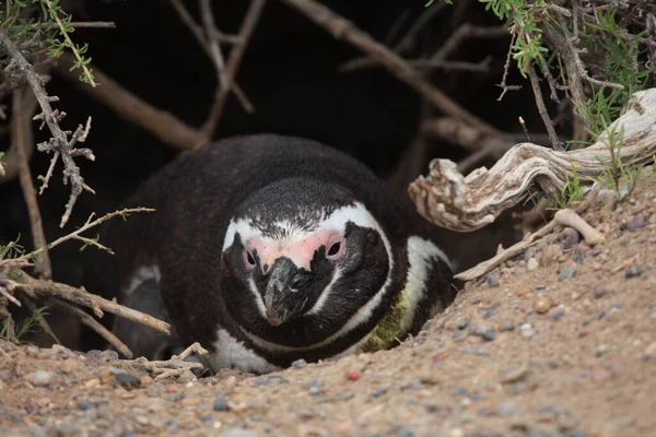 マゼランペンギンの昼間の眺め — ストック写真