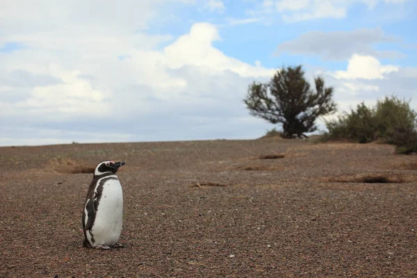 Magellaanse Pinguïns Overdag Bekijken — Stockfoto