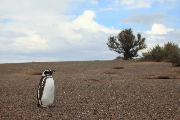 Magellaanse Pinguïns Overdag Bekijken — Stockfoto