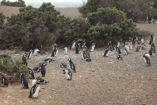 Vista Los Pingüinos Magallánicos Durante Día — Foto de Stock