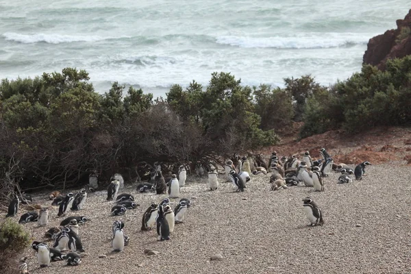 Vista Los Pingüinos Magallánicos Durante Día — Foto de Stock