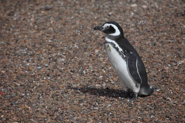 Pinguins Magellan Ver Durante Dia — Fotografia de Stock