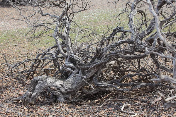 Árvore Morta Floresta — Fotografia de Stock