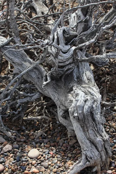 Radici Degli Alberi Nella Foresta — Foto Stock