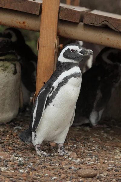 Vista Los Pingüinos Magallánicos Durante Día —  Fotos de Stock
