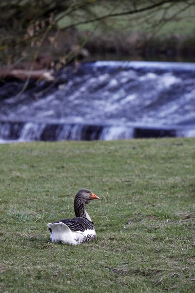 Vue Panoramique Bel Oiseau Nature — Photo