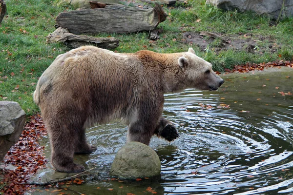 Medvědí Zvíře Hnědé Grizzly — Stock fotografie