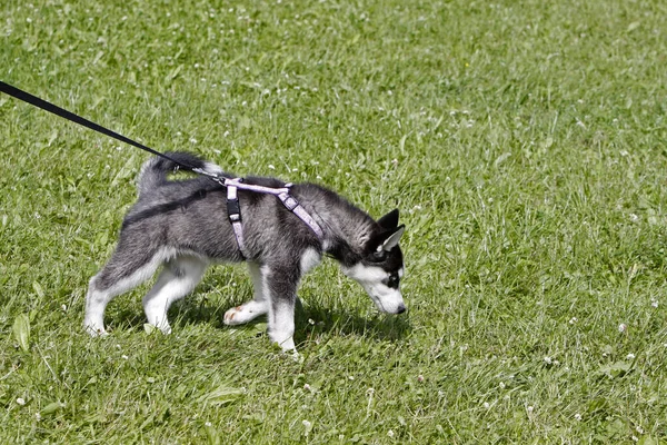 若い動物の選択的焦点は — ストック写真