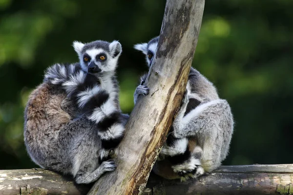 Ringsvansad Lemur Djur Flora Och Fauna — Stockfoto