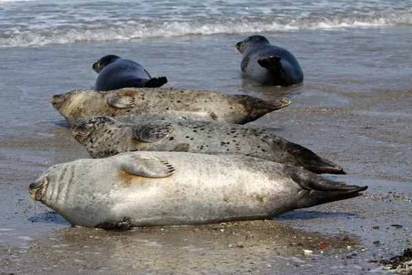 Helgoland Gri Mühür — Stok fotoğraf