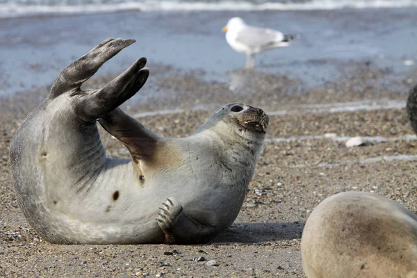 Grey Seal Helgoland — Stock Photo, Image