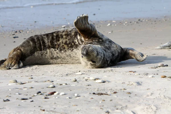 Kegelrobbe Auf Helgoland — Stockfoto