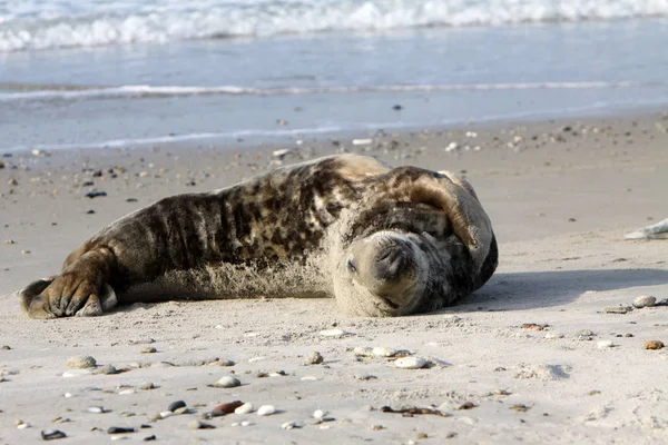 Sigillo Grigio Sull Helgoland — Foto Stock