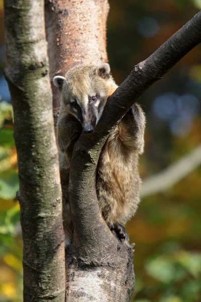 Different Animals Selective Focus — Stock Photo, Image