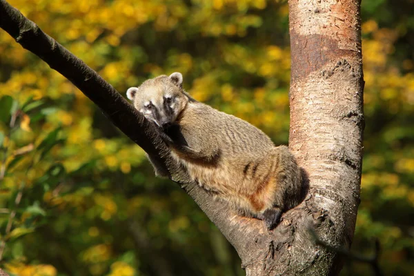 Large Squirrel Zoo — Stock Photo, Image