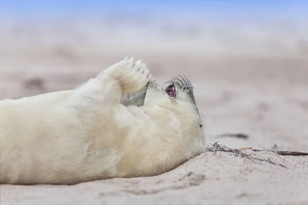 Robben Tiere Meeressäuger — Stockfoto