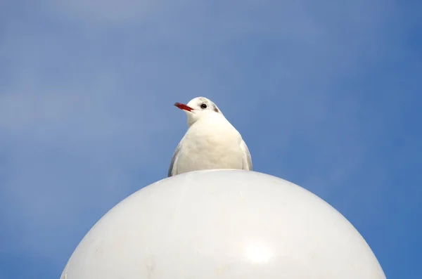 Seagull White Ball Street Lamp — стоковое фото