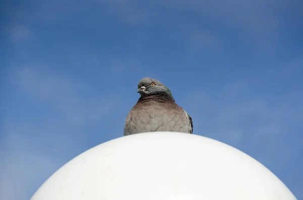 Pigeon White Ball Streetlight — Foto de Stock