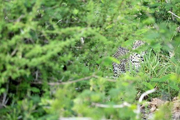 Леопард Кустах — стоковое фото
