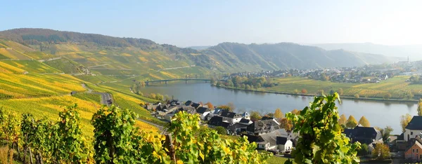 Vallée Moselle Avec Piesport Dans Panorama Automne — Photo