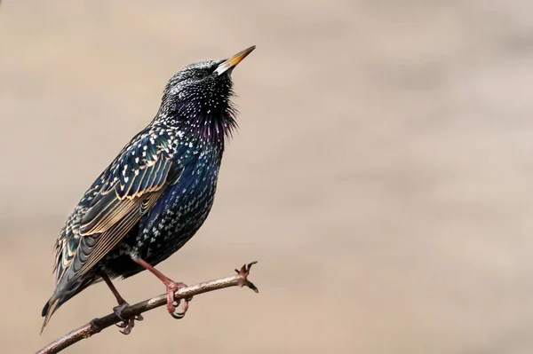 Vogelthema Malerischer Schuss — Stockfoto