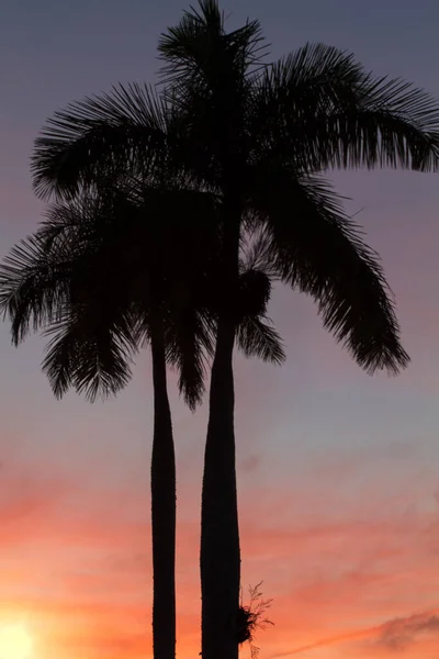 Kunglig Palm Bakgrundsbelyst Solnedgången — Stockfoto