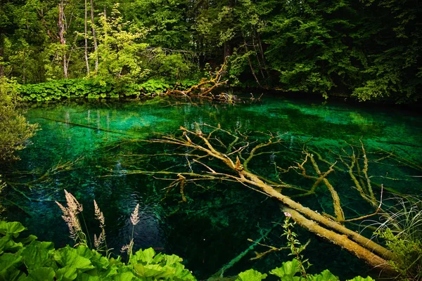 Lesní Scenérie Mrtvým Stromem Popředí Ležícím Vodě Obklopená Živě Zeleným — Stock fotografie